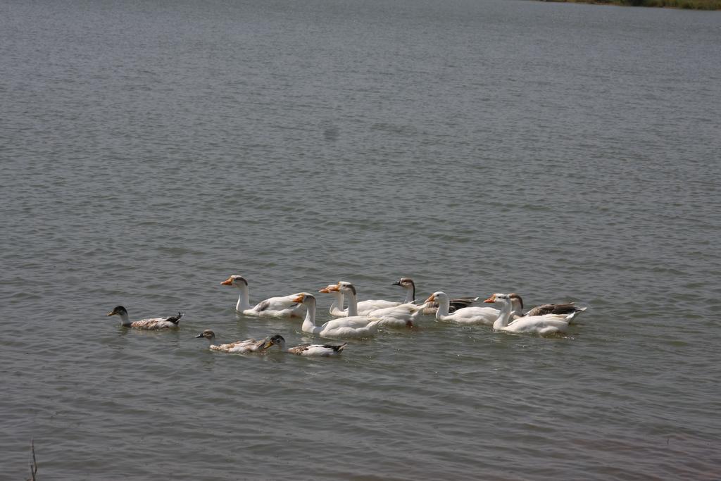 Justa Lake Nahargarh Palace, Chittorgarh Parsoli Exterior photo